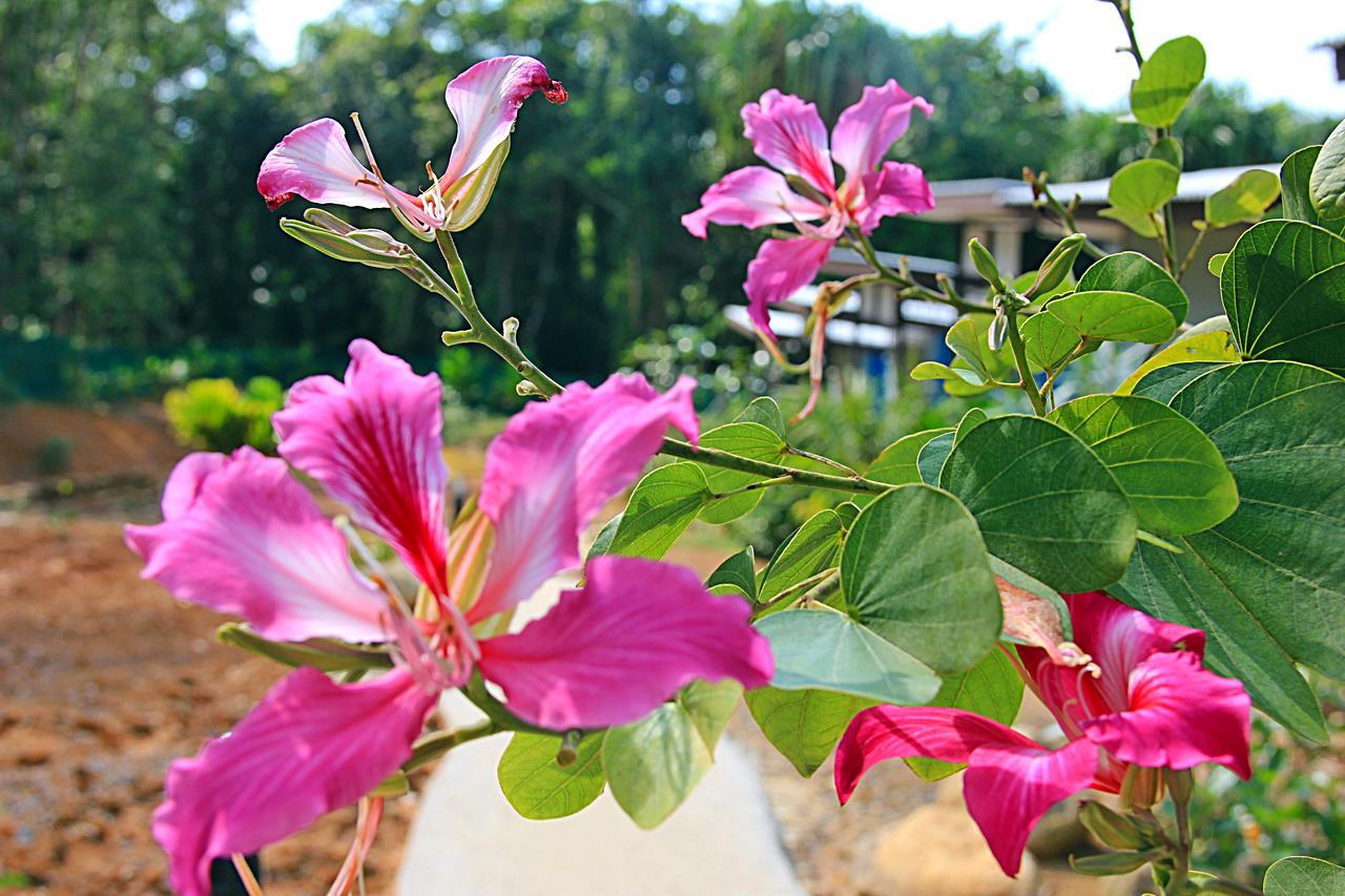 Chomphu Resort Khao Lak Bagian luar foto
